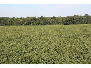 Property photo 52 - ILLINOIS LAND AUCTION - 705+/- ACRES OFFERED IN 16 TRACTS IN EDWARDS COUNTY, ILLINOIS